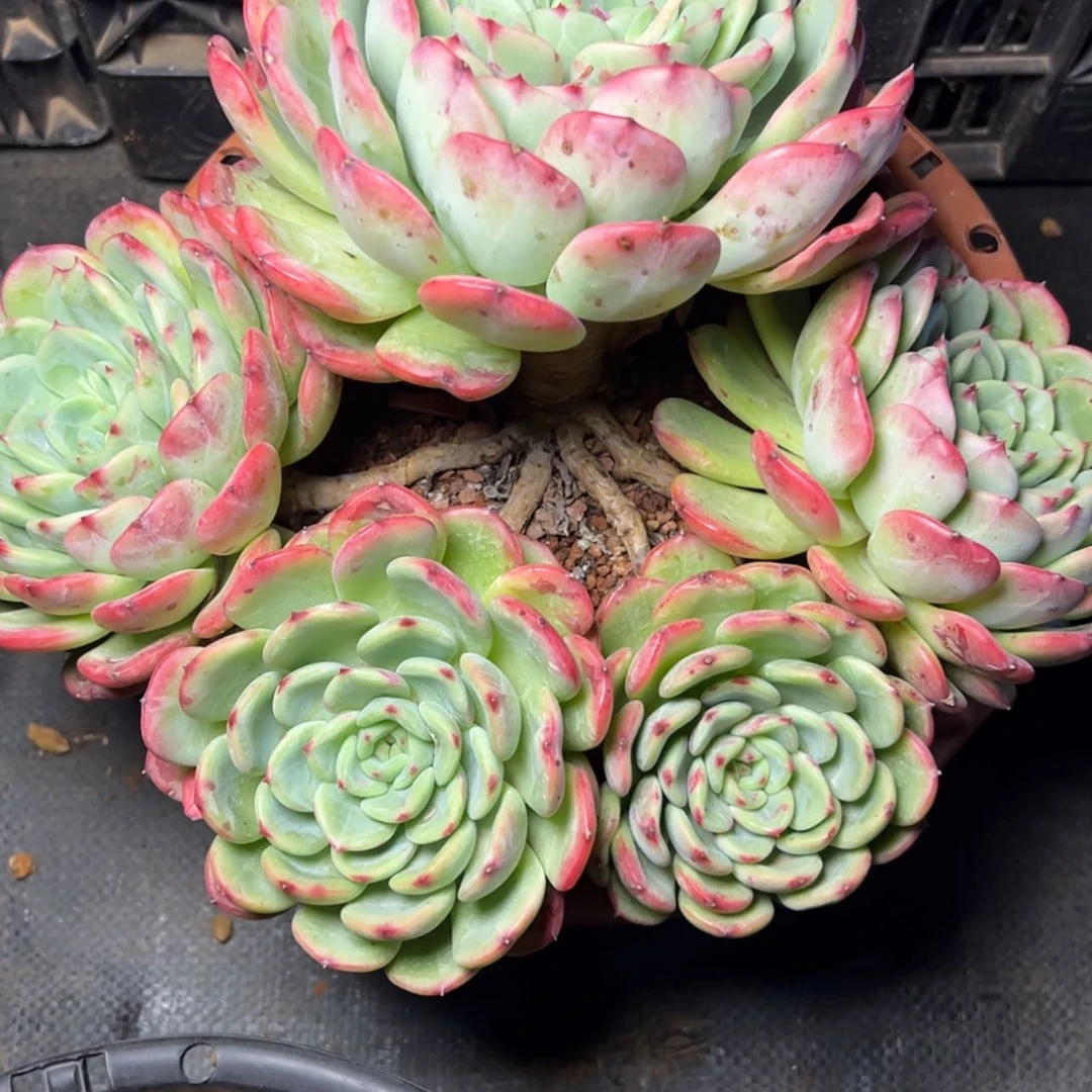 【闪购商品】三文鱼多肉39.8