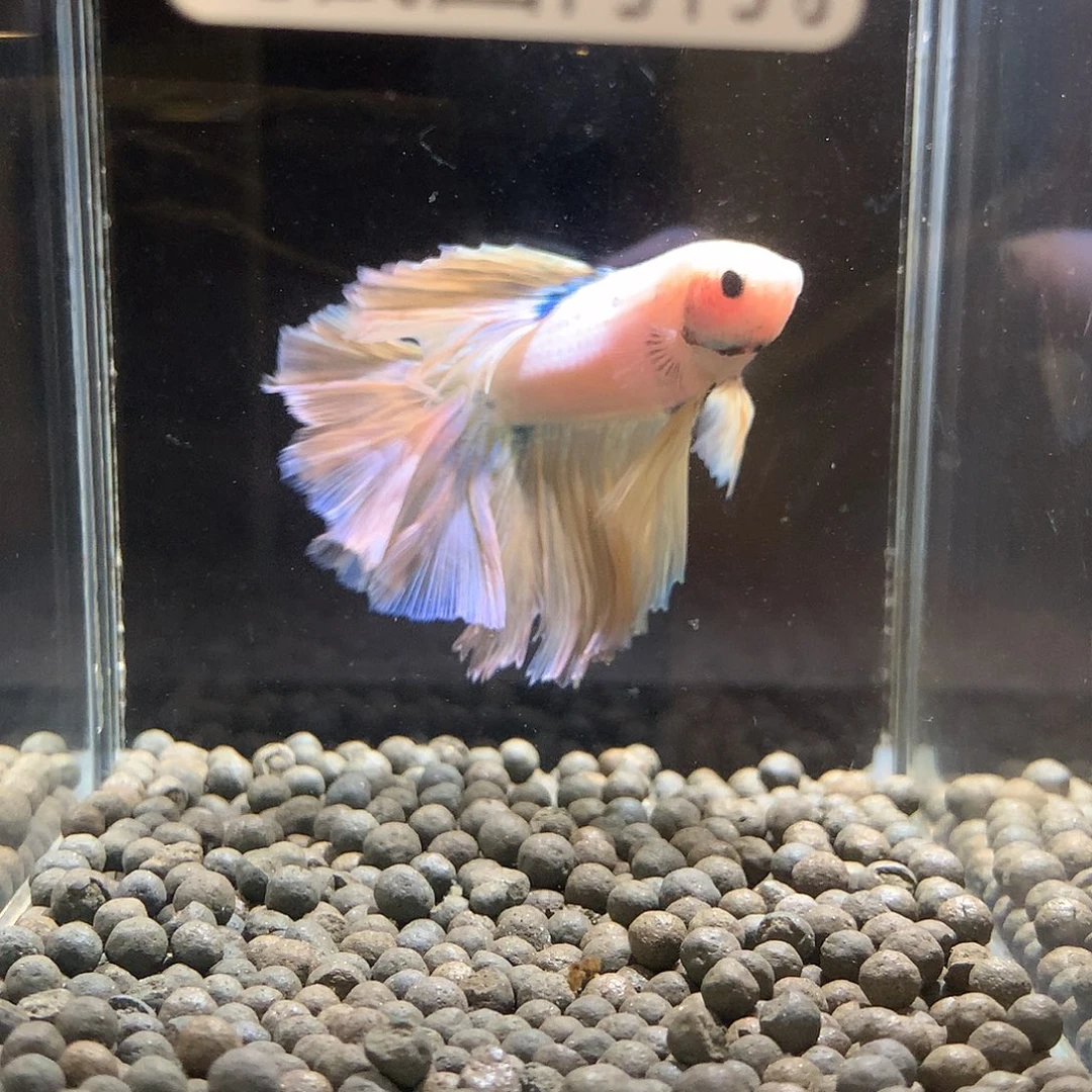 铖***铖斗鱼七弟泰国斗鱼51