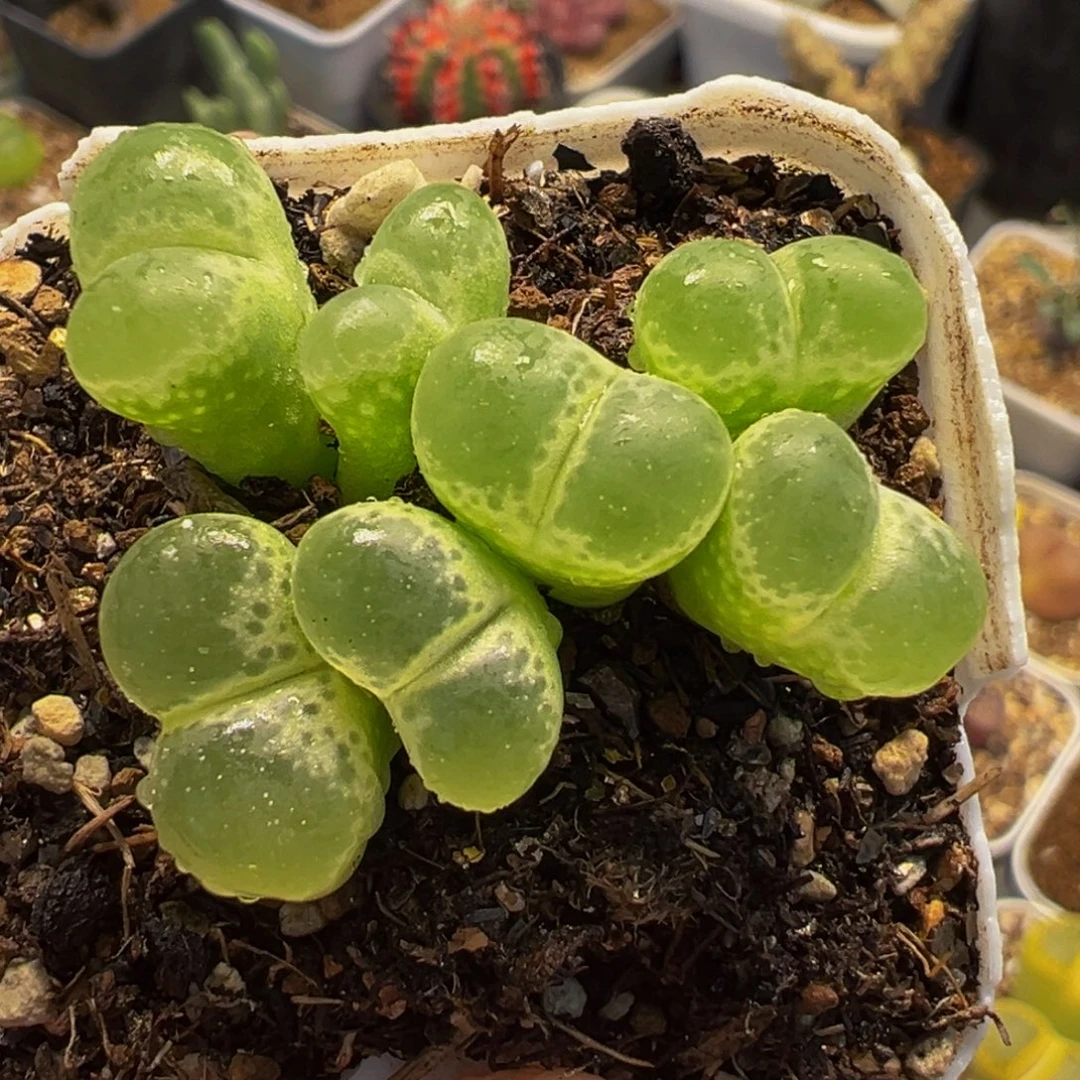 752多肉植物种类多样