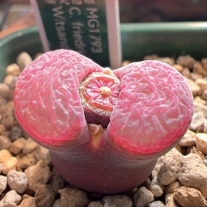 w65。青蛙5年流沙 流量密码平替 88折后价