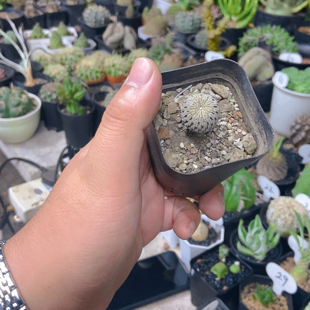 精巧殿一个一物一拍