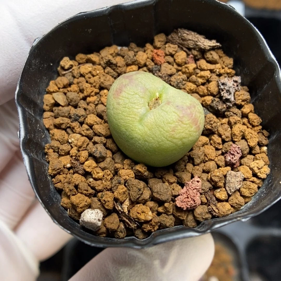 多肉植物肉锥杂交K-942