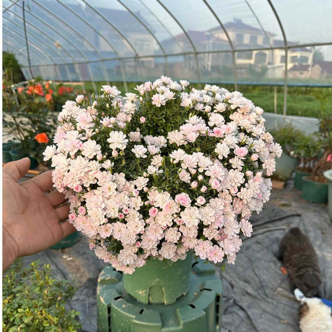 清棚腾地妙恩园艺直播间月季提根盆景一物一拍专用链接