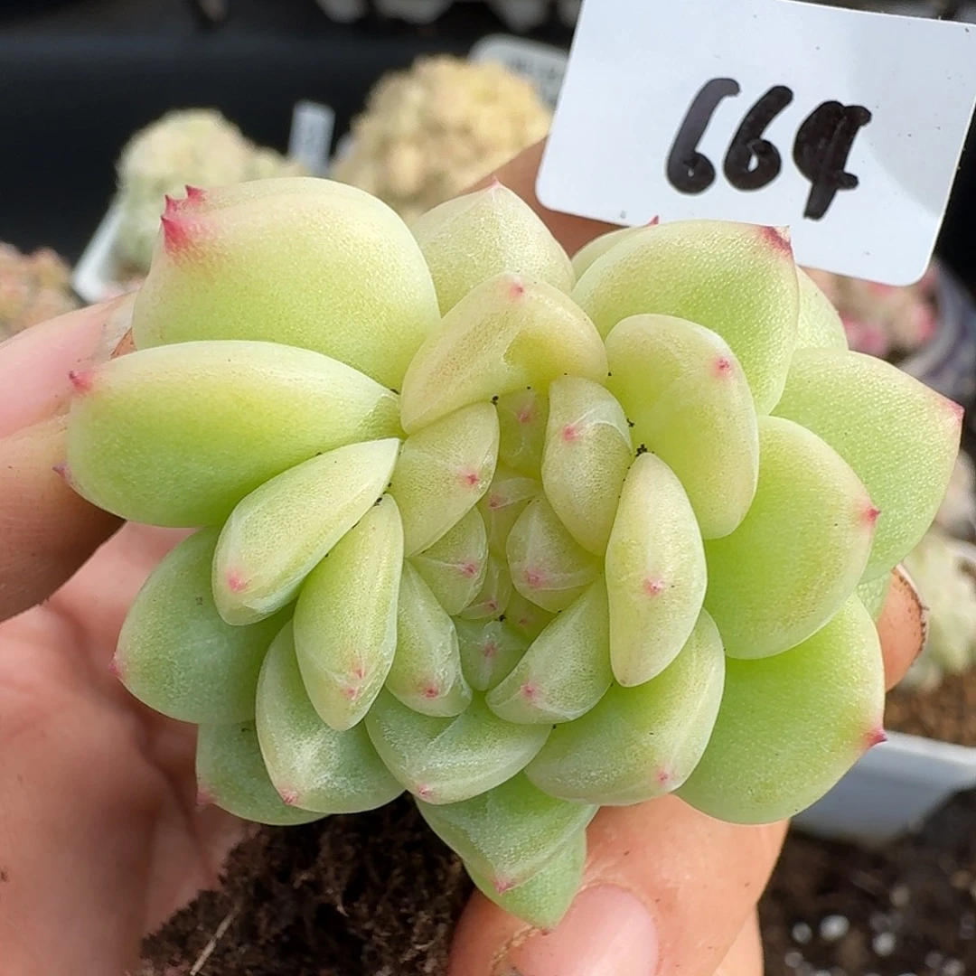 一物一拍一物一拍12-13-664