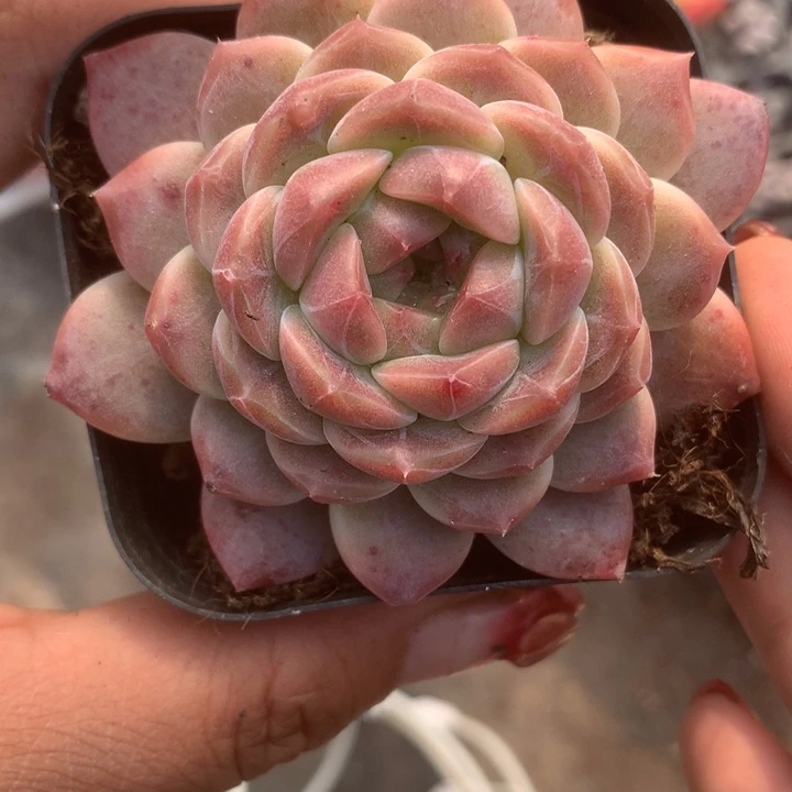 雪芙蓉。 （满9.99包邮不满9.99发空盆）