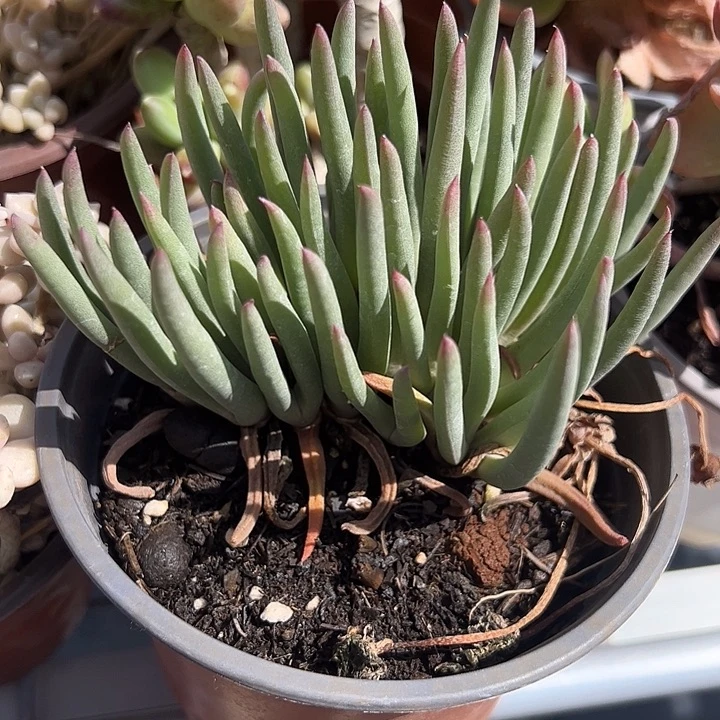 奔龙多肉植物精品