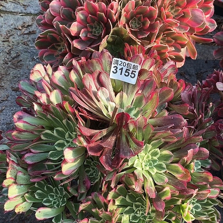 3155 一颗同花顺法师