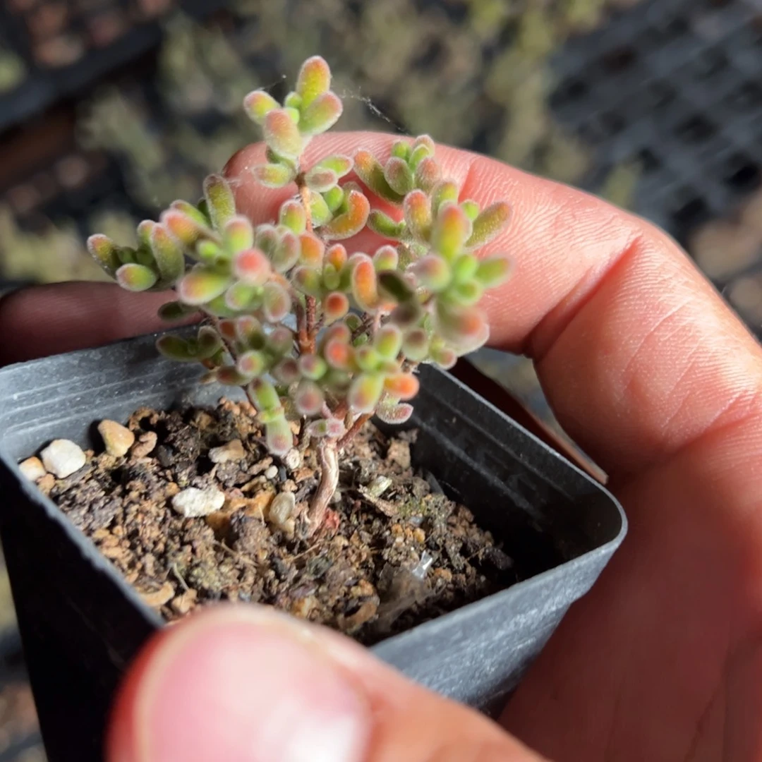 实生小星星55杯老桩福利