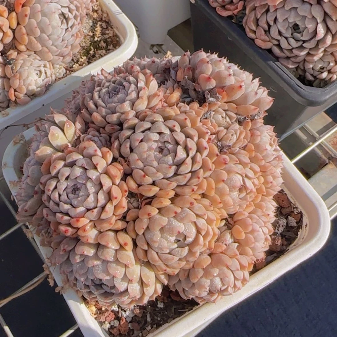 【闪购商品】墨姬，