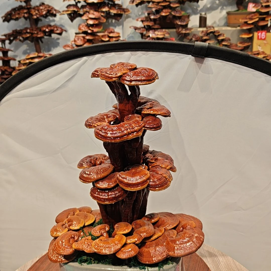 赤灵芝灵芝盆景灵芝花