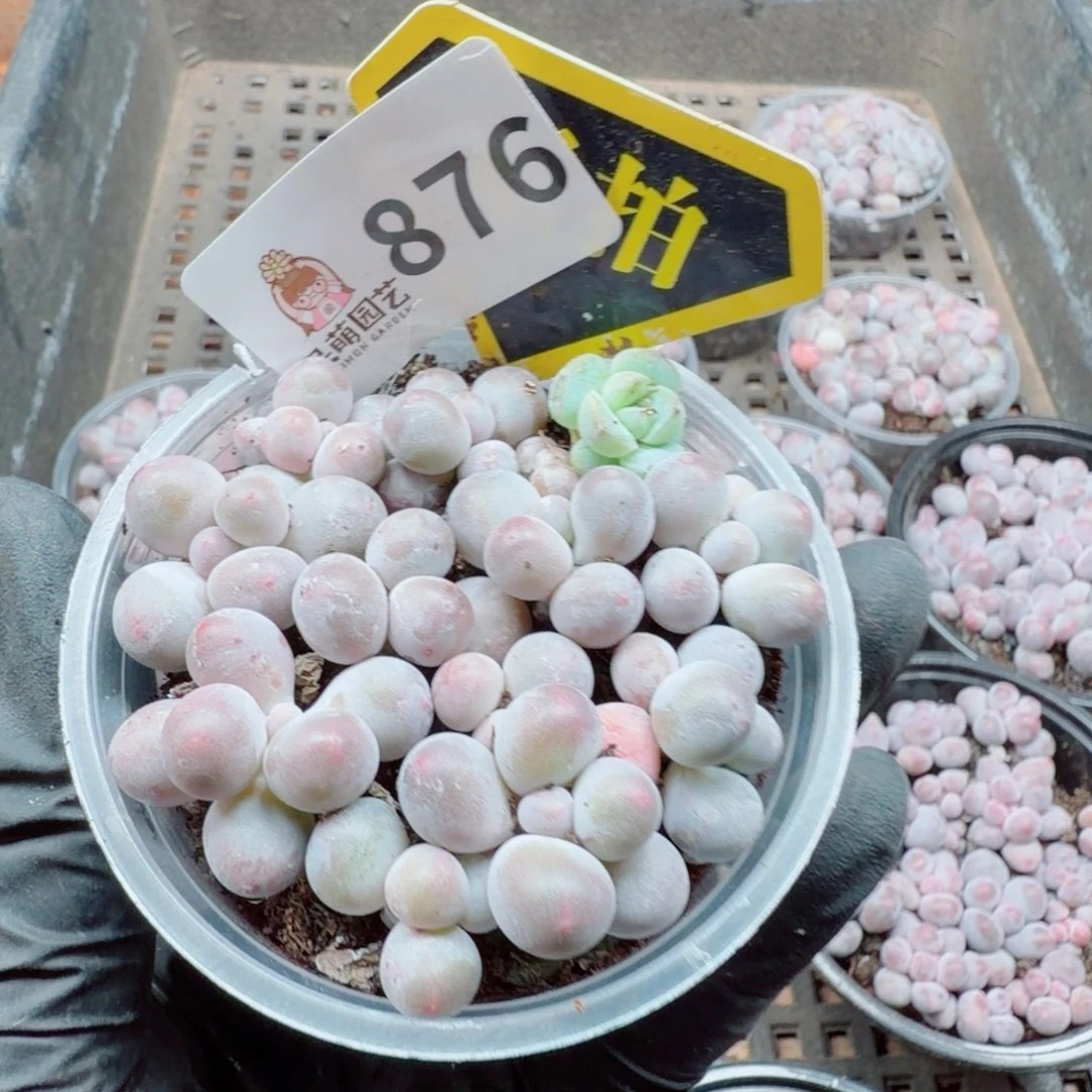 多肉植物多肉植物