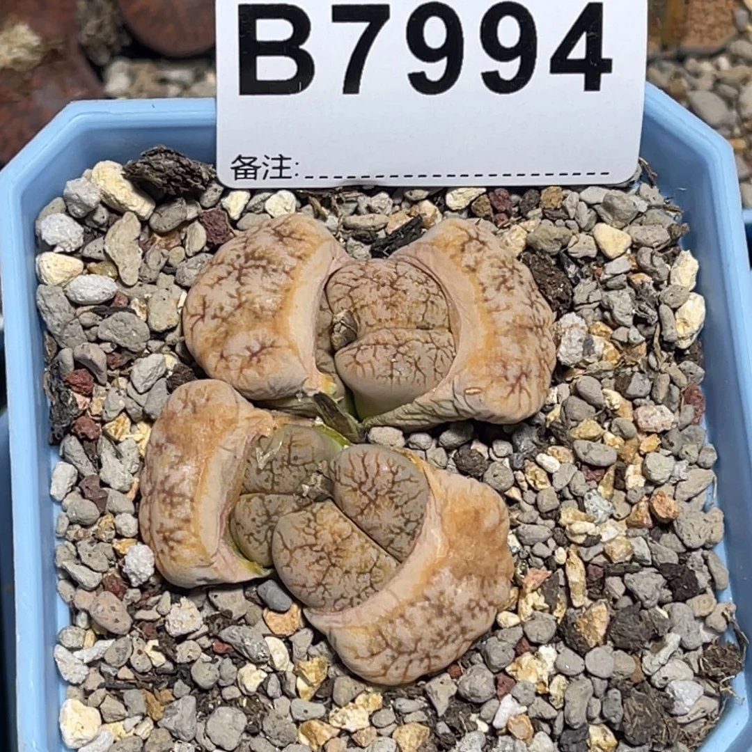 7994群生4头向日葵