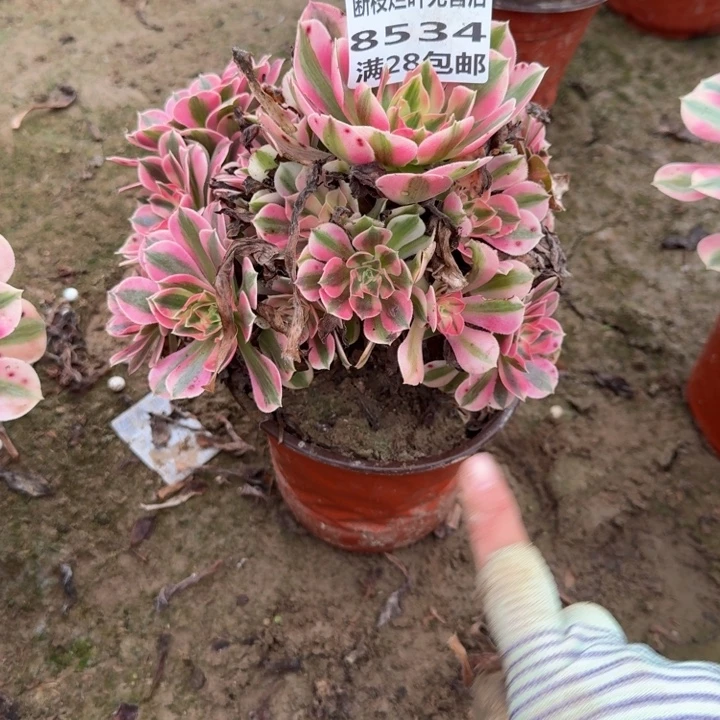 奇***想8534无售后女巫多肉E