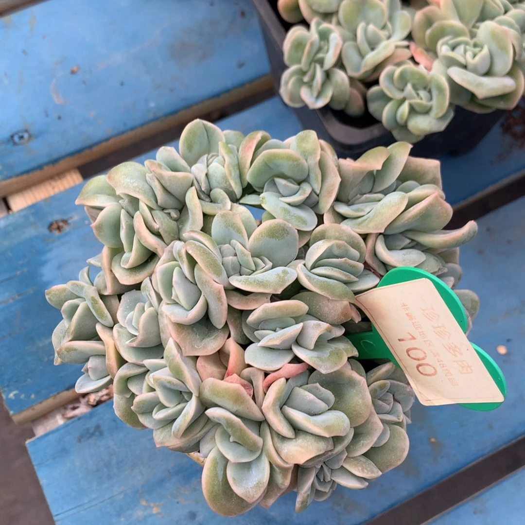 可爱玫瑰缀化开播福利100