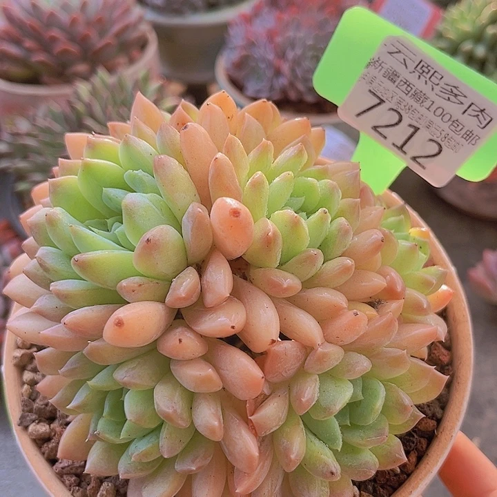 7212香雪兰。