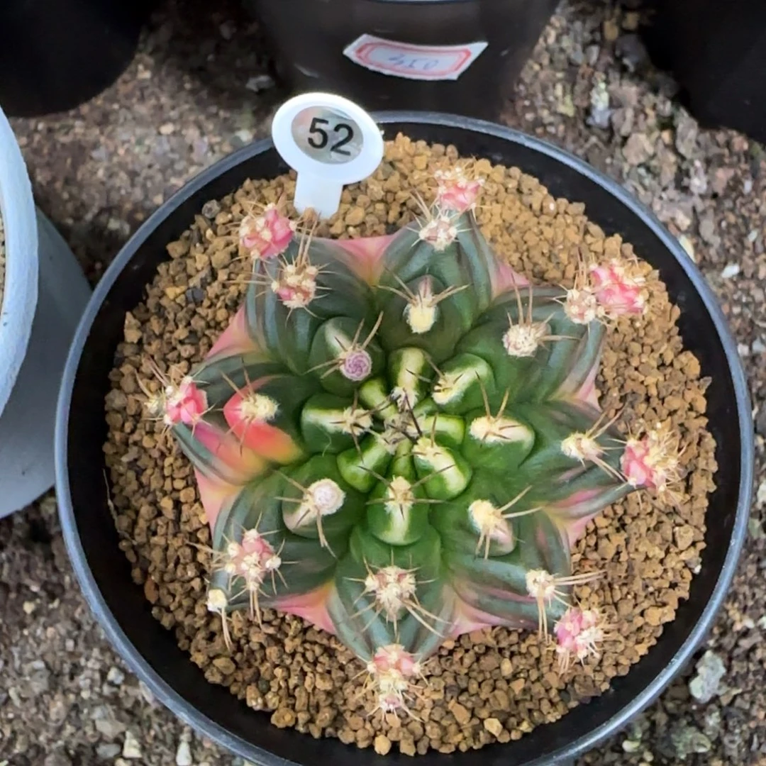 52号侧芽带盆土发货