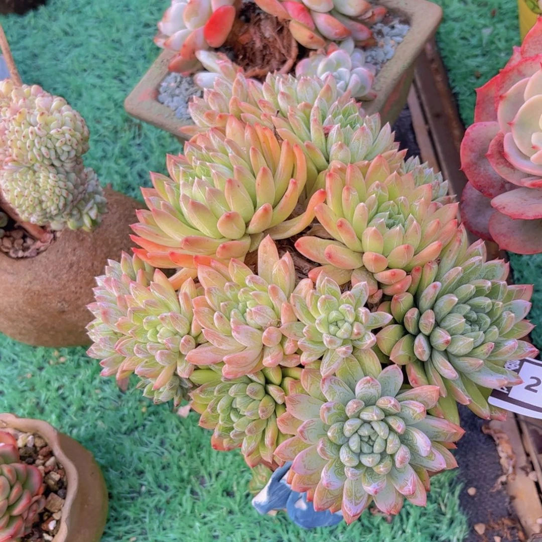 美人杂多肉植物2727