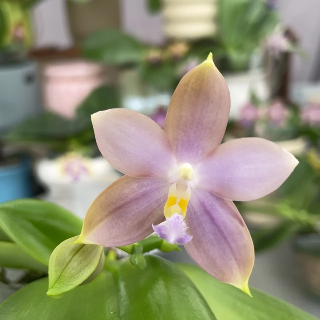 完全开放咖啡盾交SG72，2.5杯开花株