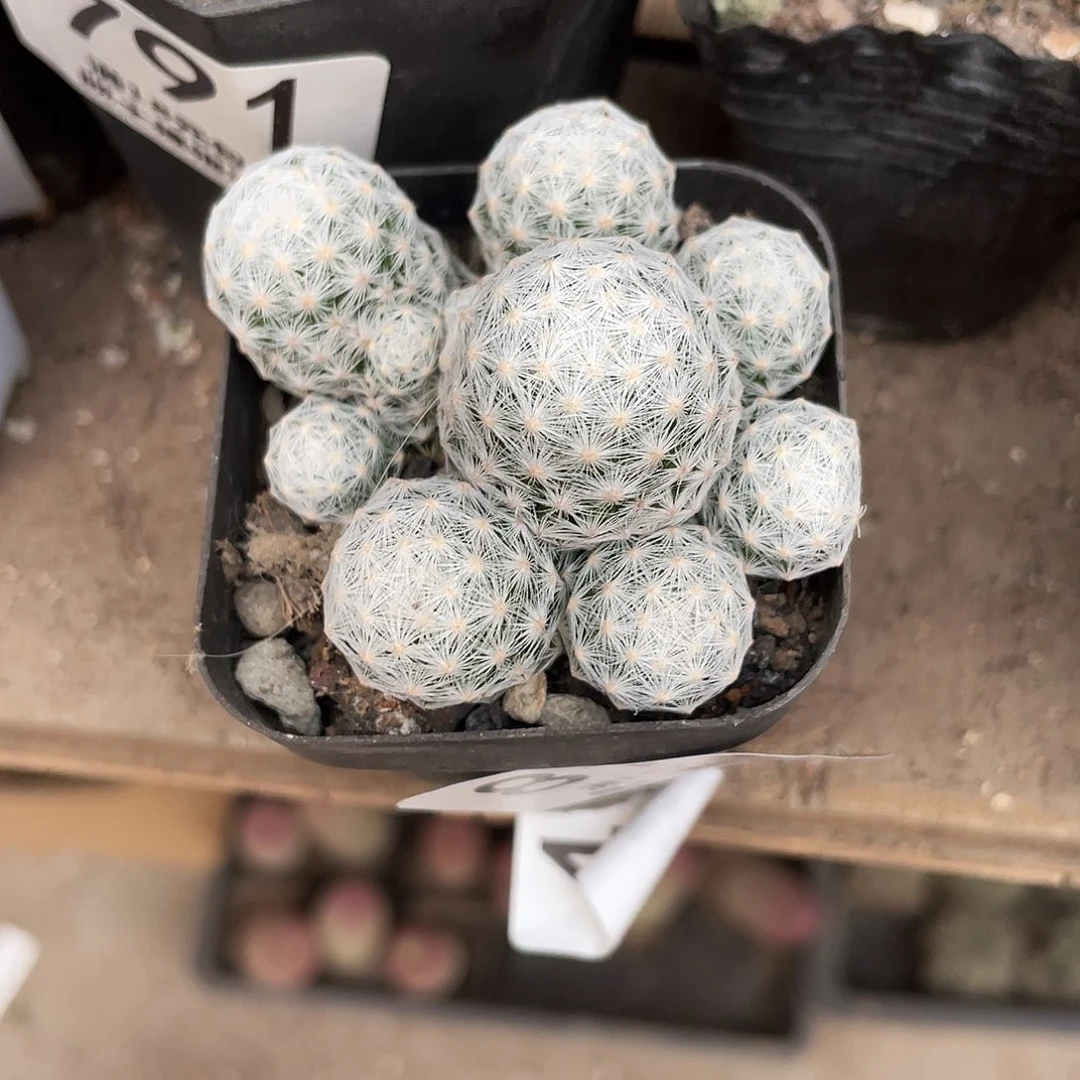 木***子813姬春星（满18元包邮）