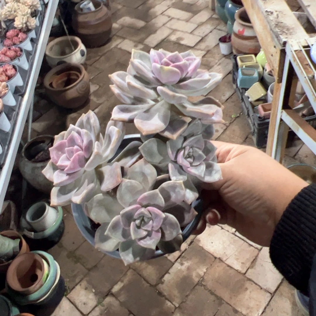 第二单优惠特价 紫乐