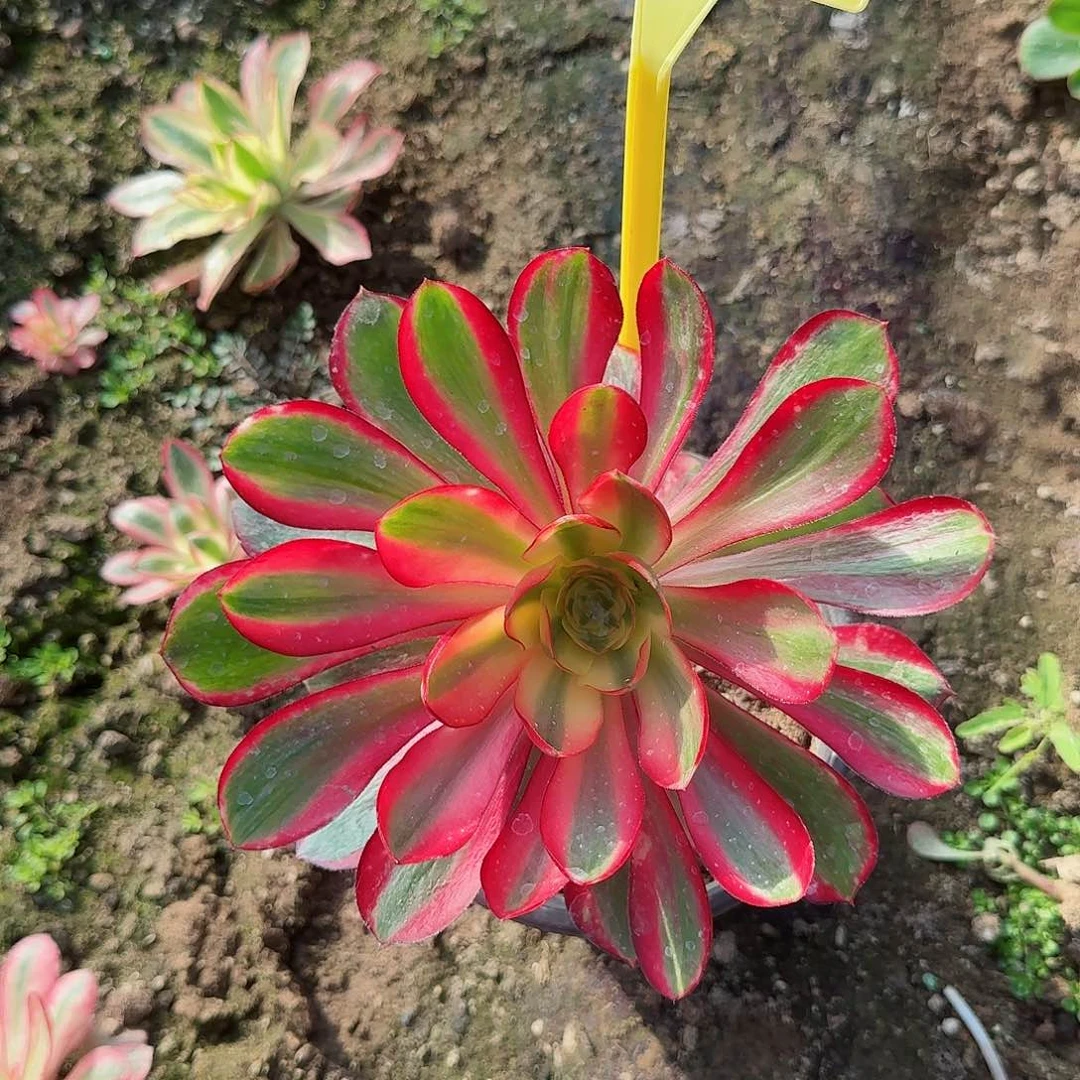 2-408---无毒白锦多