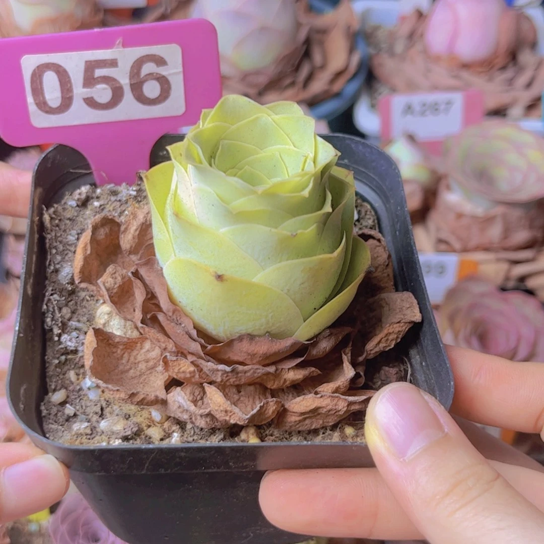 056山地玫瑰粉色