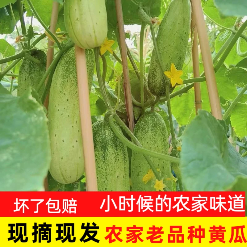 江西本地黄瓜农村新鲜现摘青瓜土吊瓜当季蔬菜露天种植本地老品种