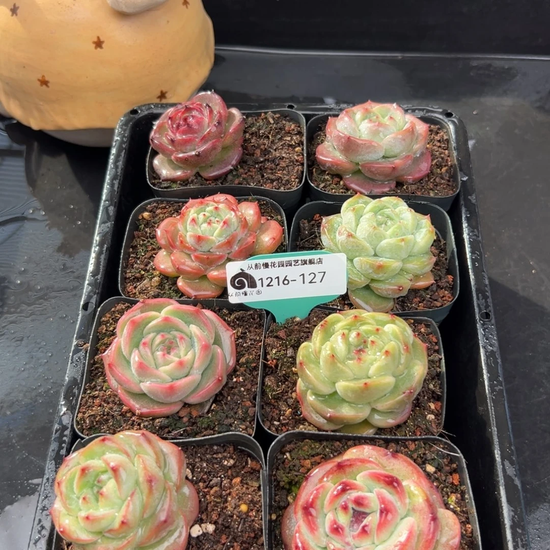 从前慢花园多肉编号1216-127