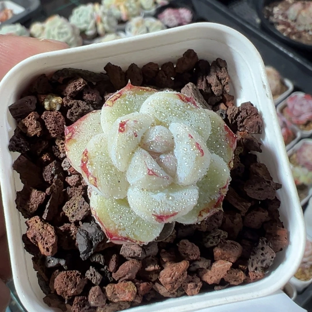 190号糖心杂一物一拍满18包邮