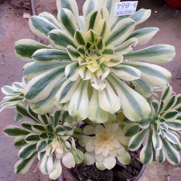 824白兰地多肉1，12345789