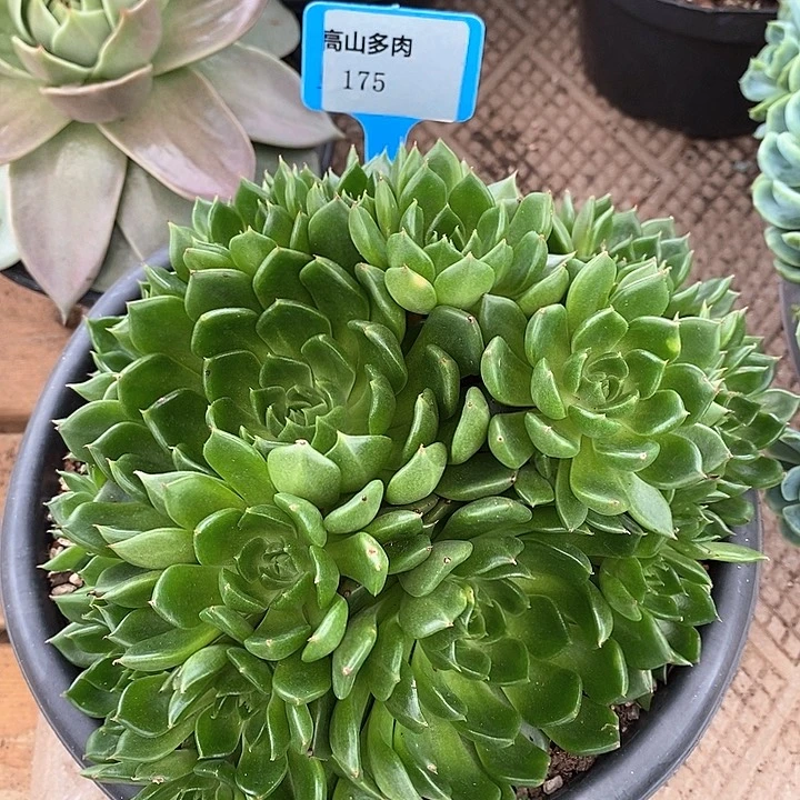 175-直播福利 油画捧花