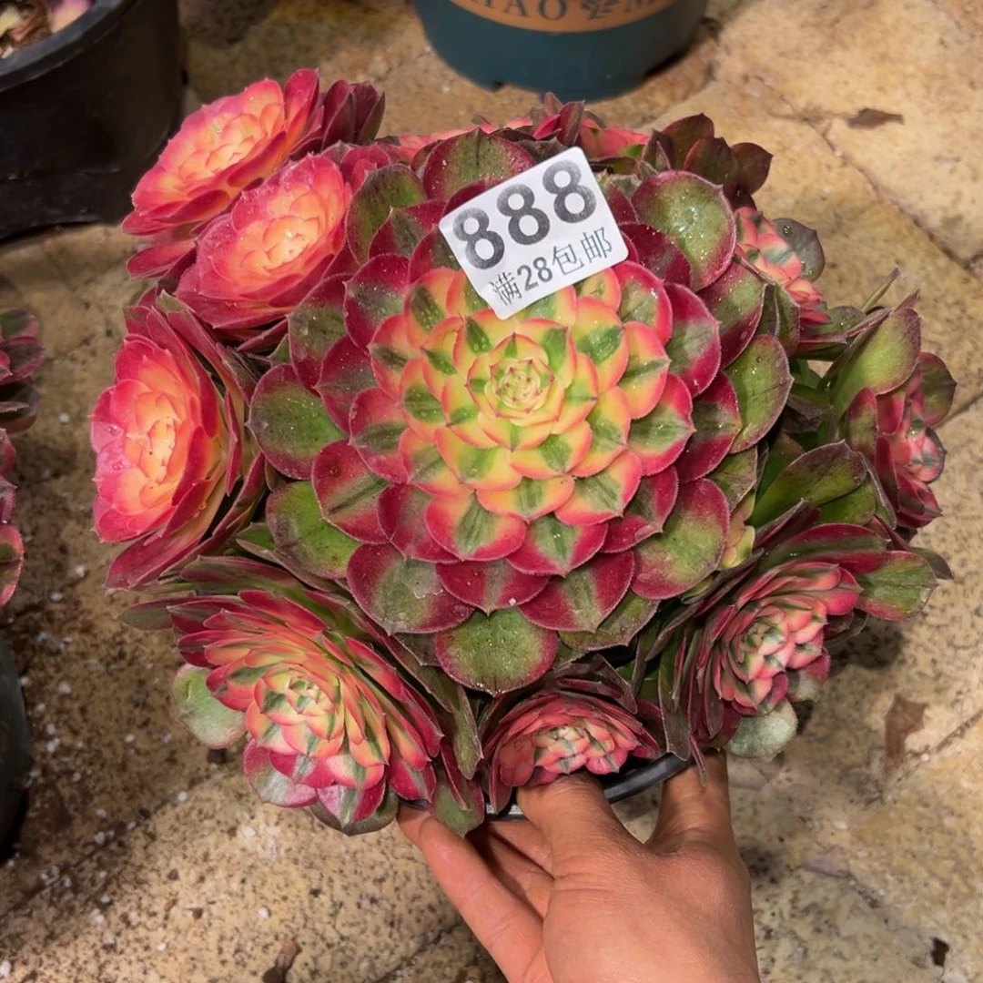 ?**?多肉植物888多肉植物