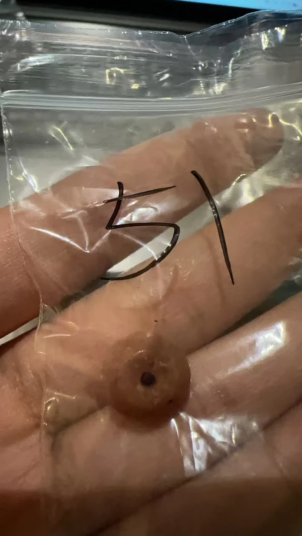 藏地密码，藏式珠子51