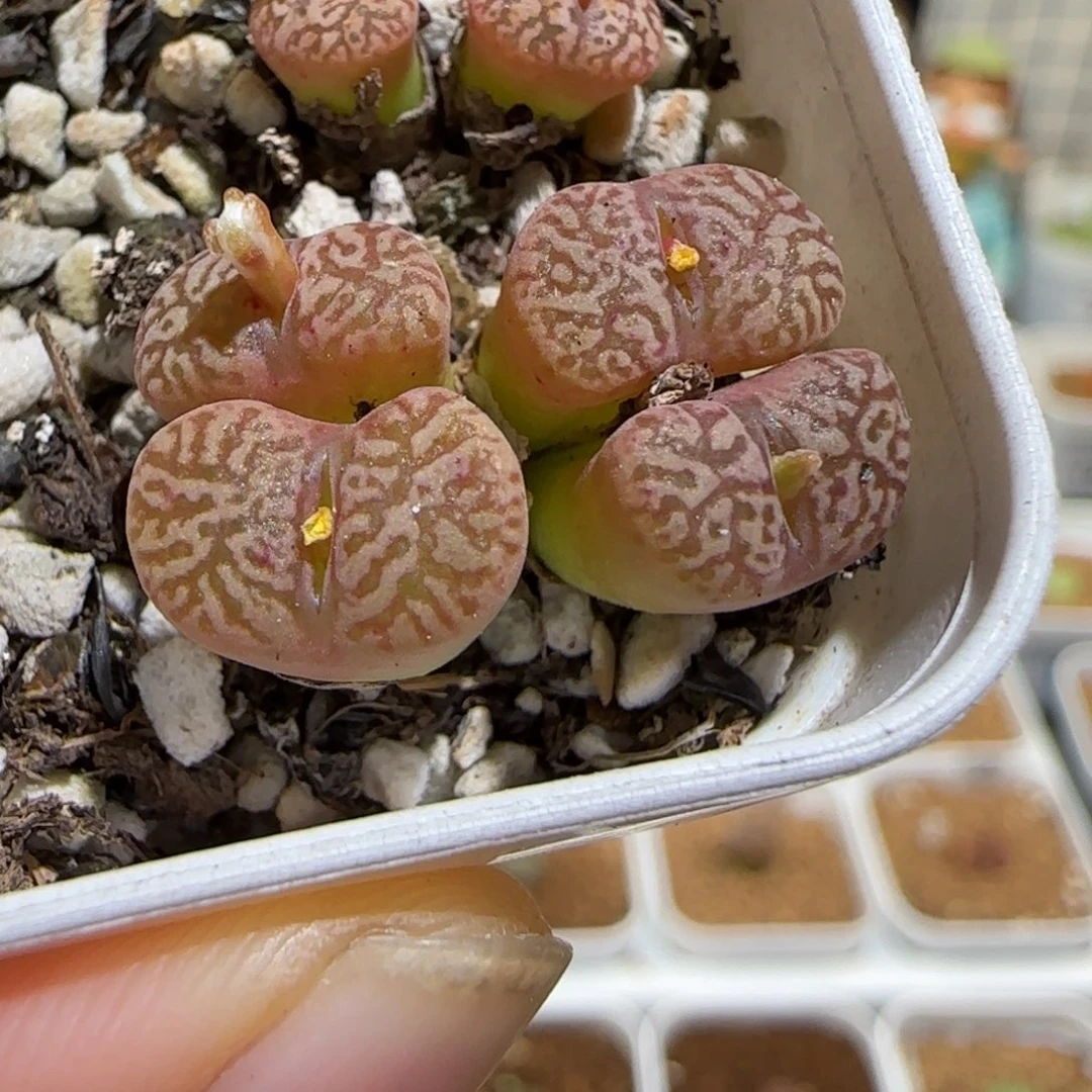 肉锥多肉植物组合-勋章1323