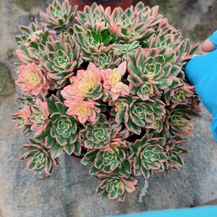 23甜茶多肉多肉多