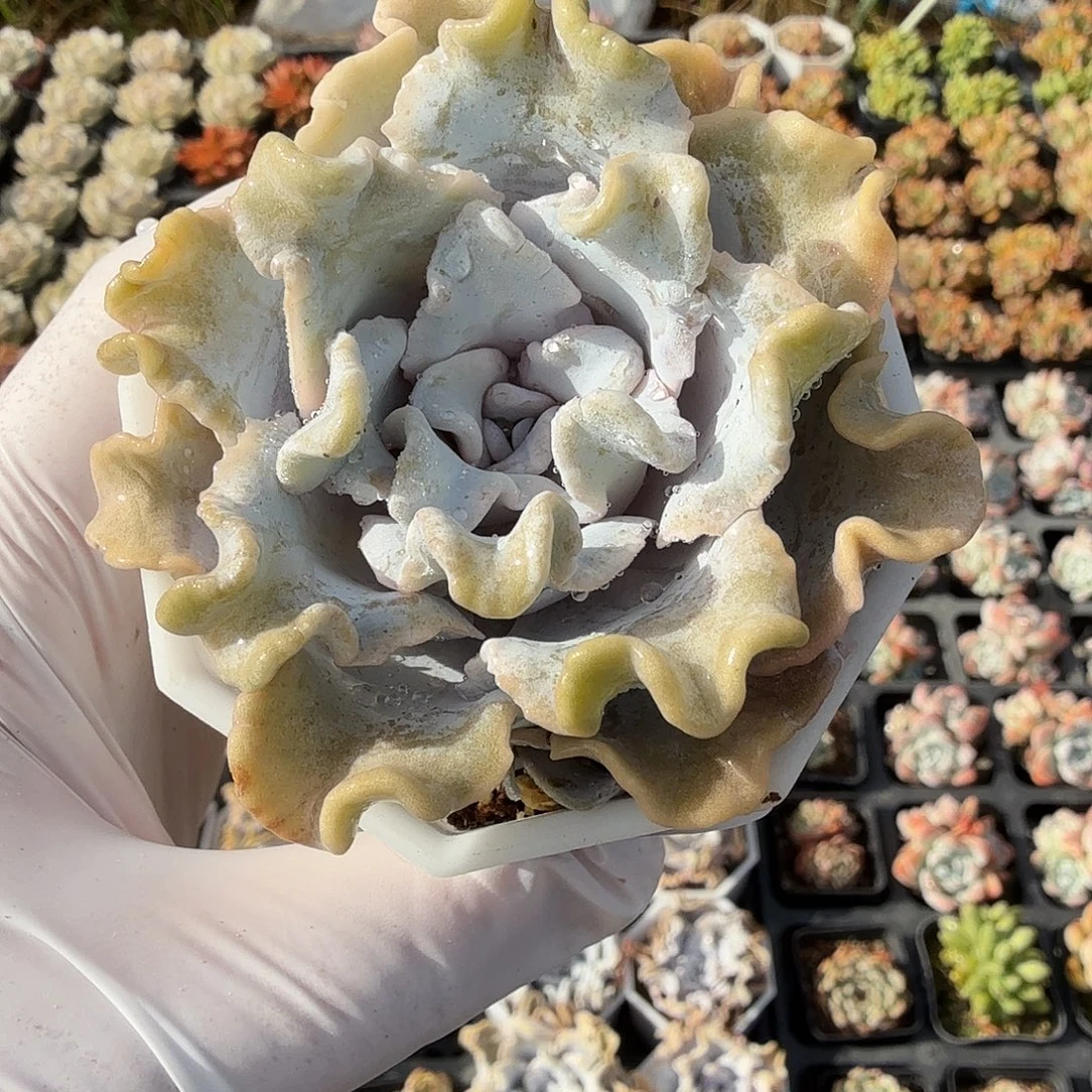 810七公分芭蕾舞者满20包邮