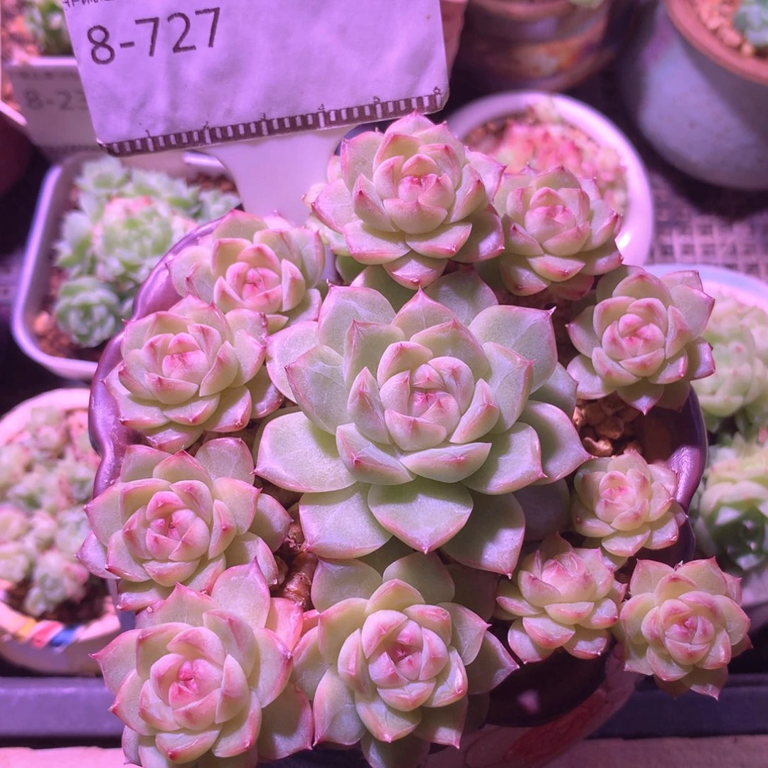 糖心女王精品自然群