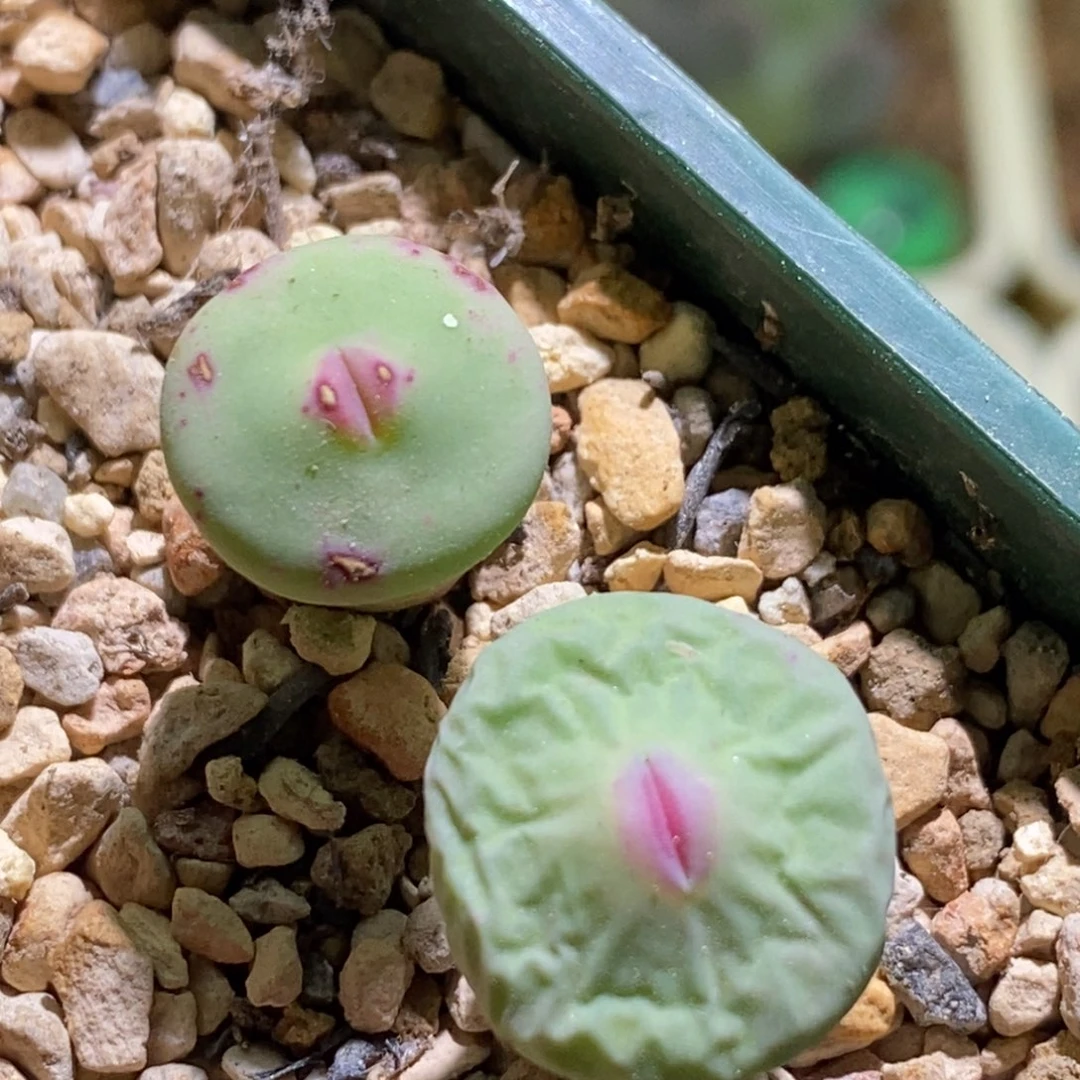 福利两颗dows嘴清盆
