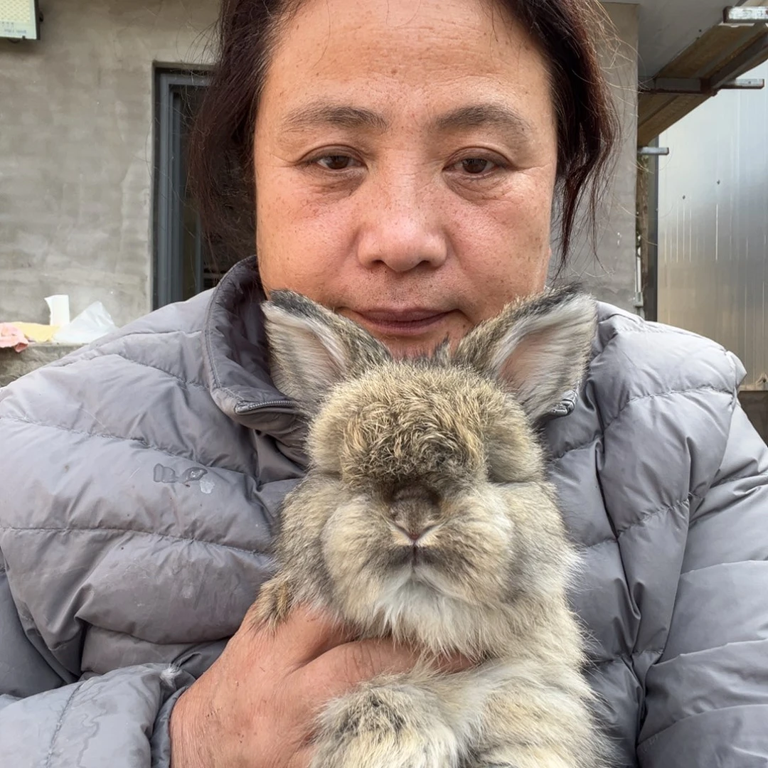 双血统英系安哥拉兔子