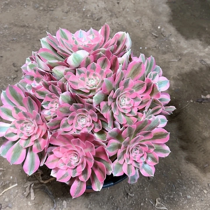 多肉植物粉女朗27