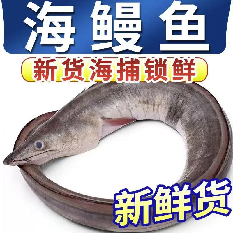 汕尾本港野生海钓大鳗鱼白鳗鱼本港