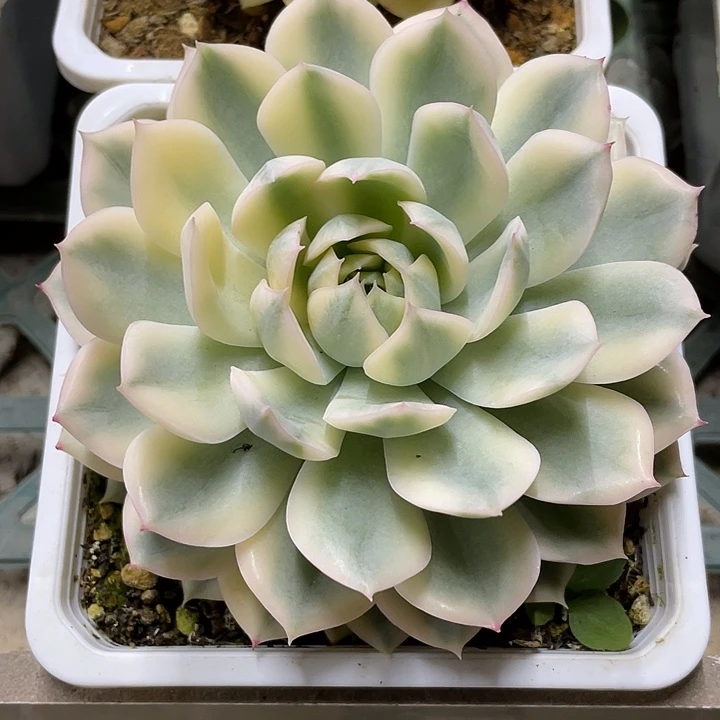 月亮仙子锦一物一拍