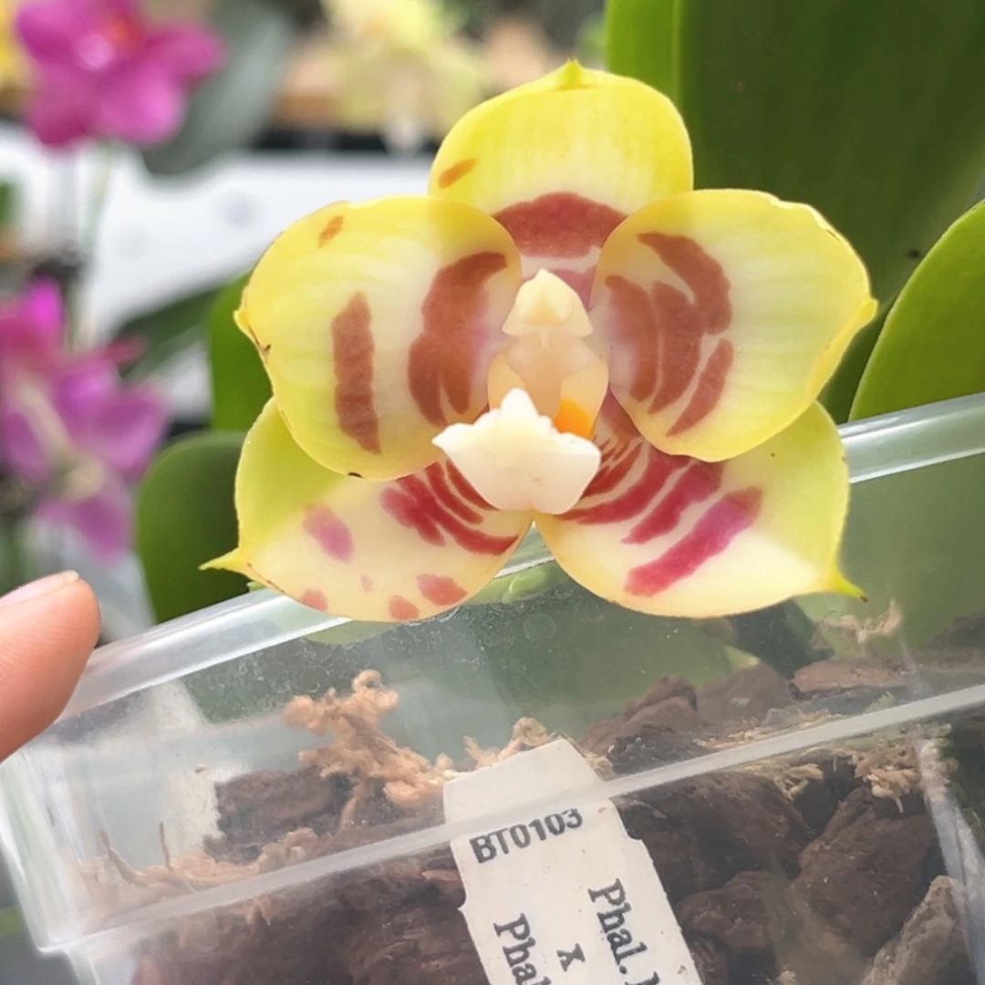 完全开放4寸金虎交雅风爱人开花株