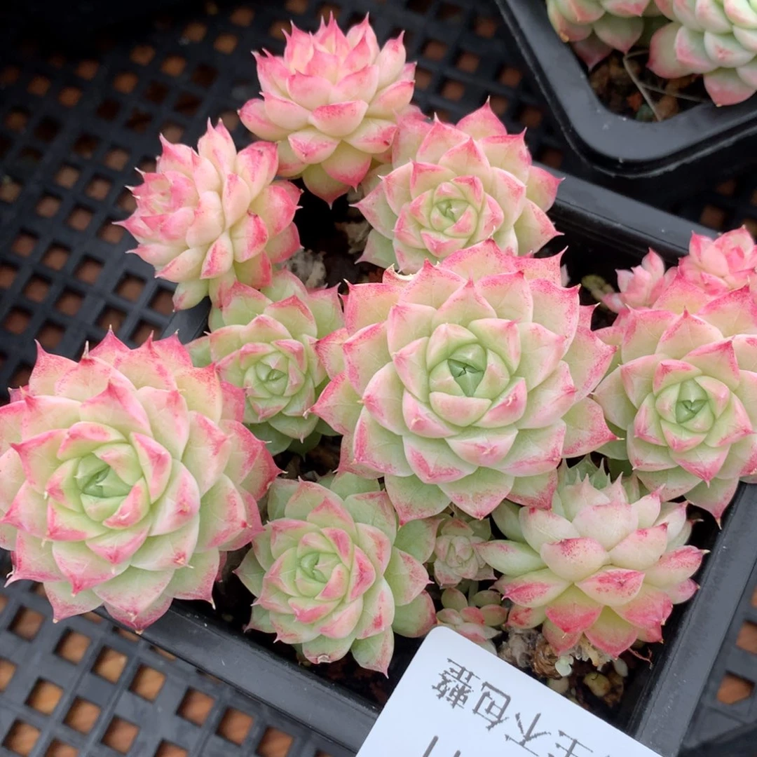 0128-11 女王优选