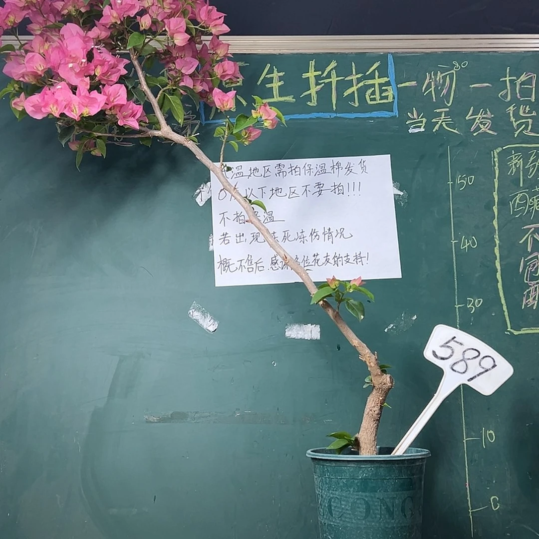 完全开放 95cm绿叶水晶 原生树桩  589