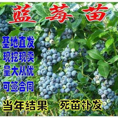 蓝莓苗蓝莓树苗盆栽地栽蓝莓树当年结果南方北方果树苗木蓝莓大苗