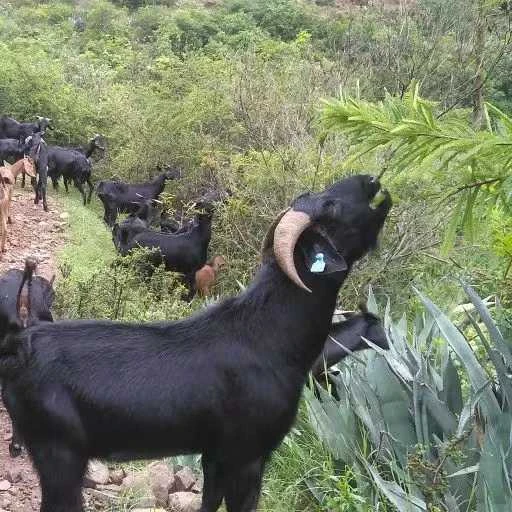 广西散养小耳朵羊新鲜带皮羊山羊肉现称现宰