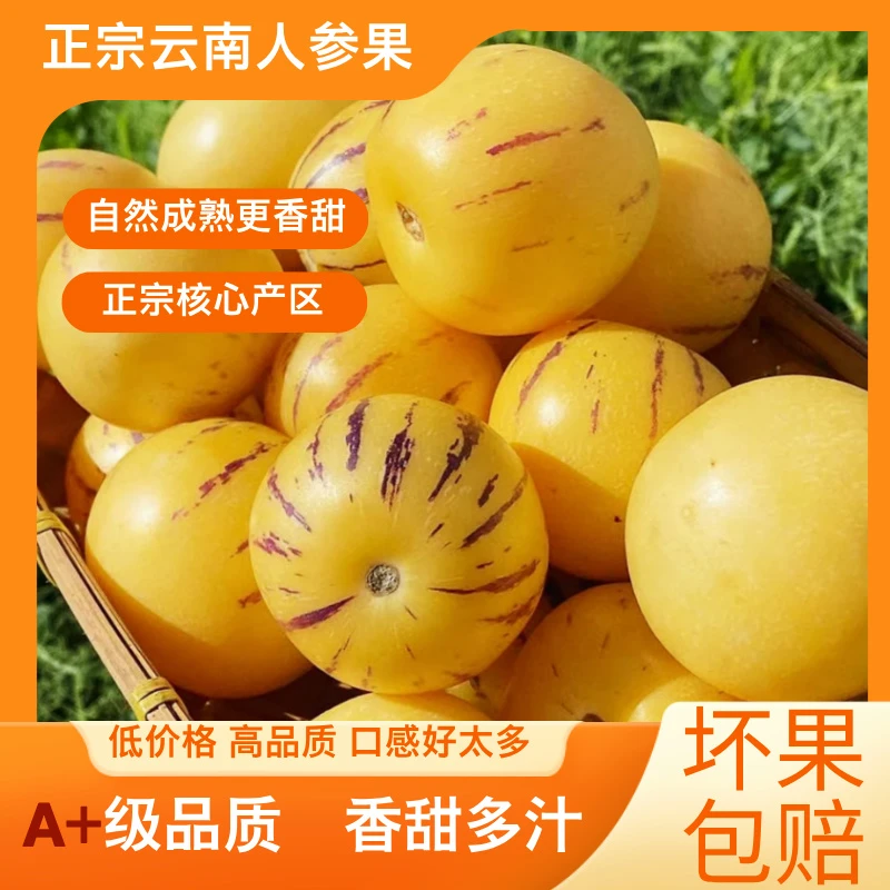 云南直采人参果 清甜多汁自然熟 维C满满润心田 脆嫩多汁果香四溢