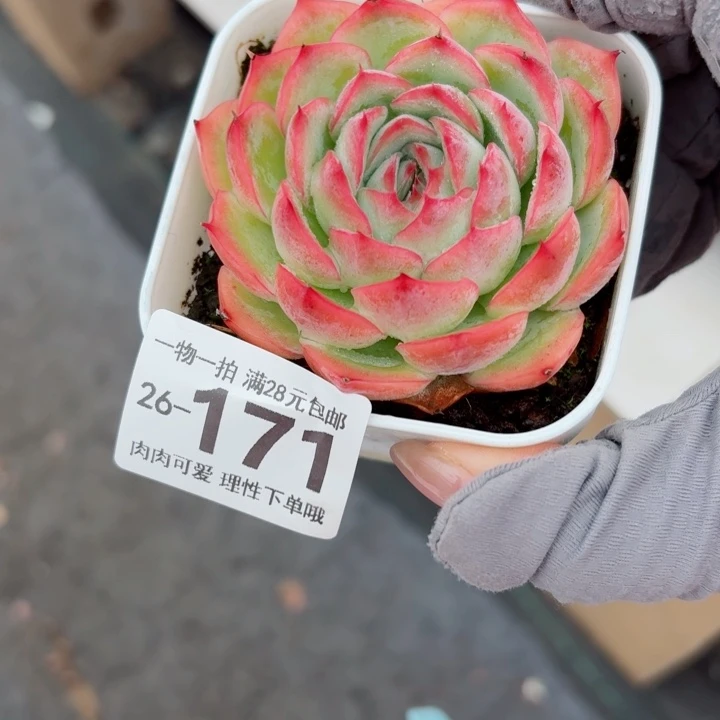 侧影无盆土发货多肉无