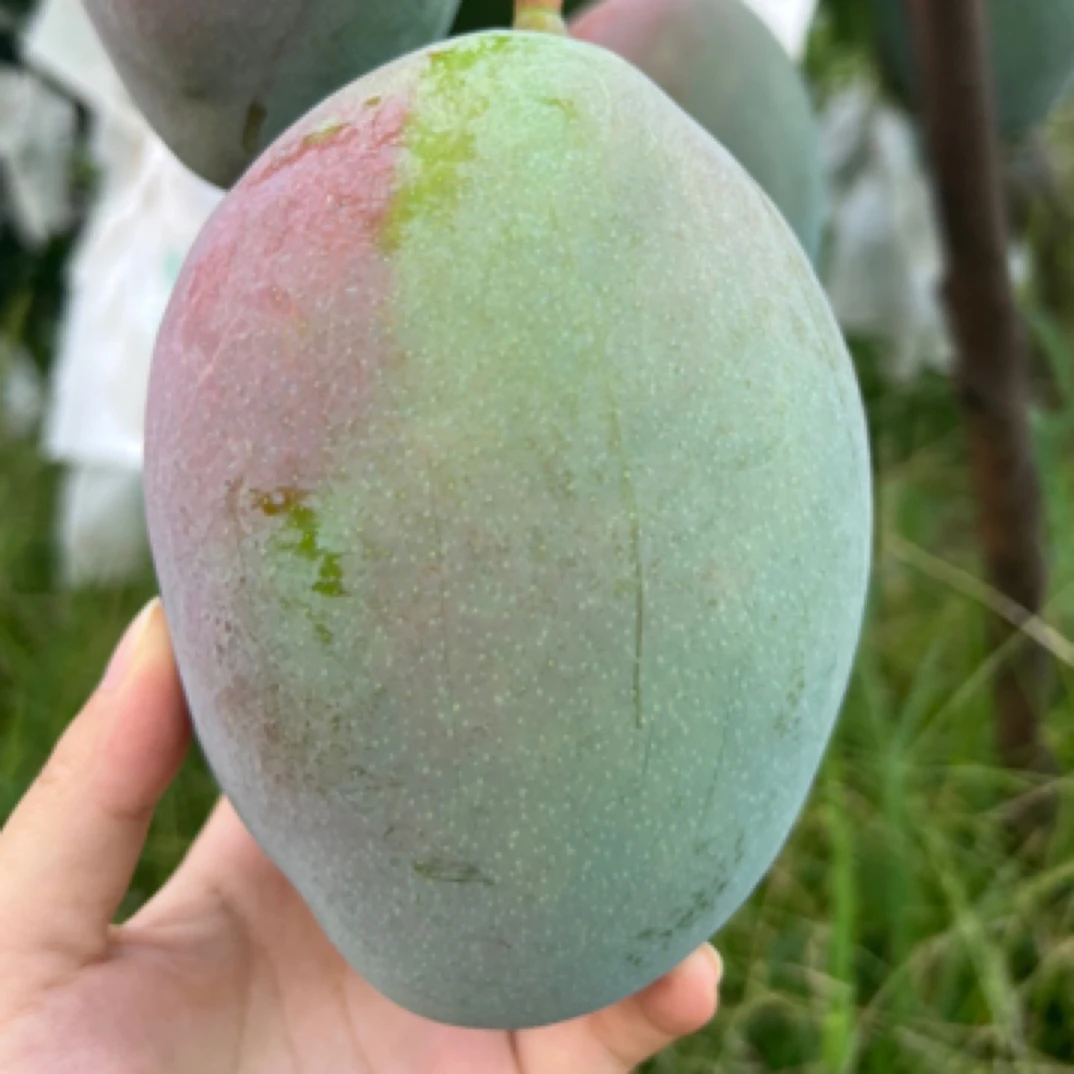 【通丽母子专属】攀枝花凯特芒果5斤/8斤青芒香甜多汁新鲜催熟食用